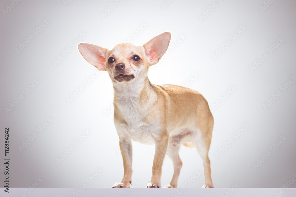 Chihuahua dog standing, white background looking up