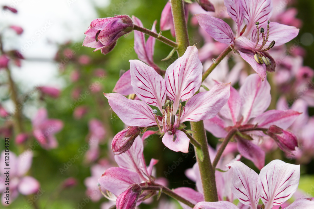 Obraz premium Diptam (Dictamnus Albus)