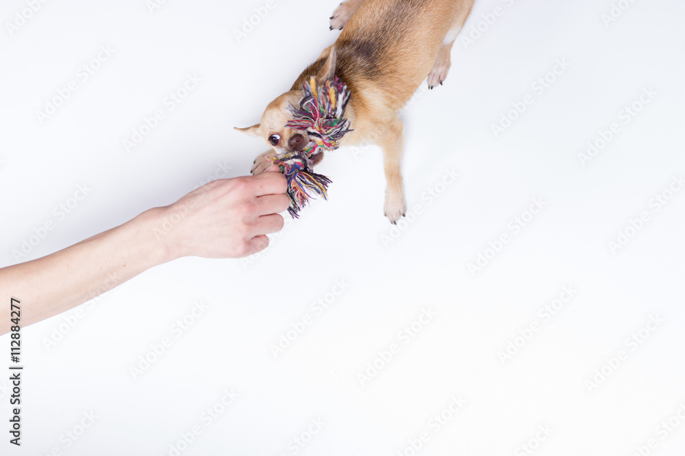 Elevated view, hand playing Chihuahua dog toy rope Elevated view, hand playing Chihuahua dog toy rope