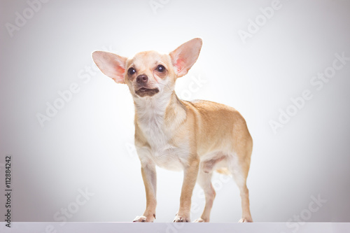 Chihuahua dog standing  white background looking up