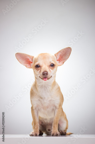 Cute Chihuahua dog © HD92