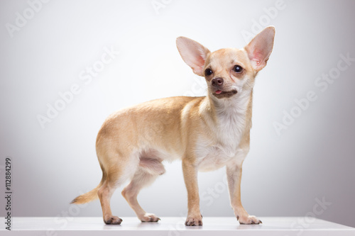 Male Chihuahua dog white background