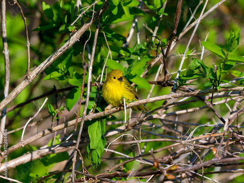 Yellow Warbler female. In summer  the buttery yellow males sing their sweet whistled song from willows  wet thickets  and roadsides across almost all of North America.