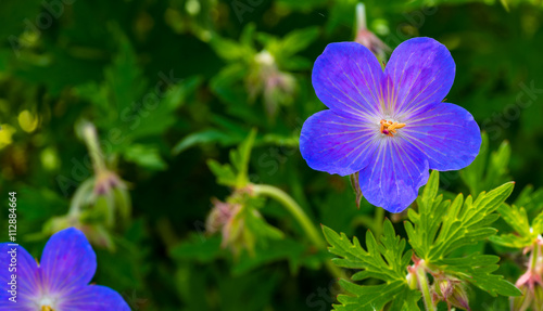 Fototapeta Naklejka Na Ścianę i Meble -  Cranesbill geranium