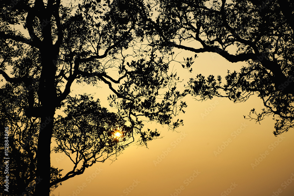 Trees silhouette 