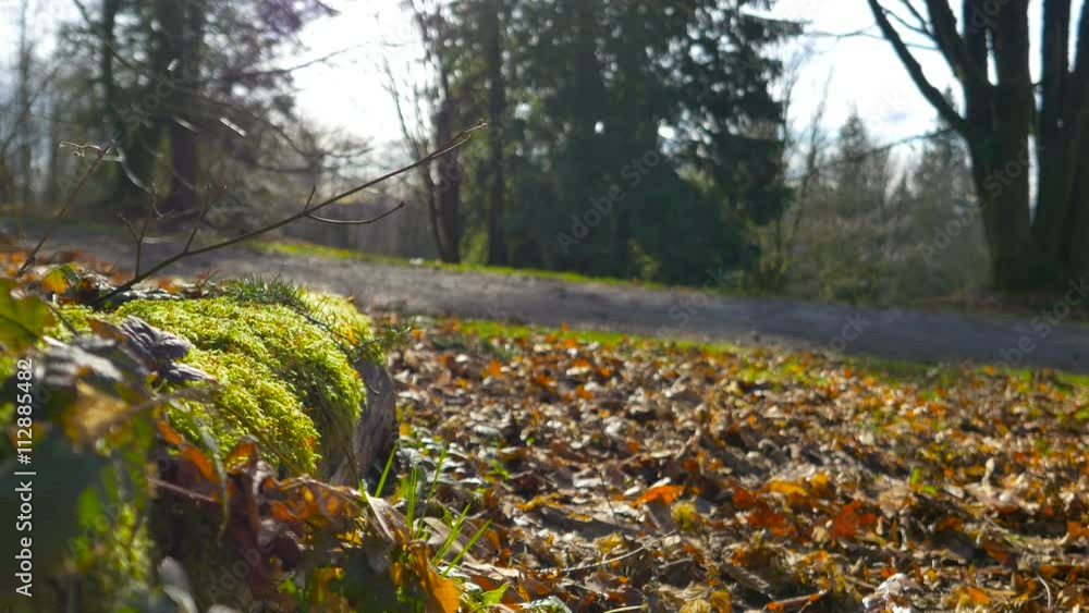 Autumn park with dry leaves, moss and people walking Autumn park with dry leaves, moss and people walking