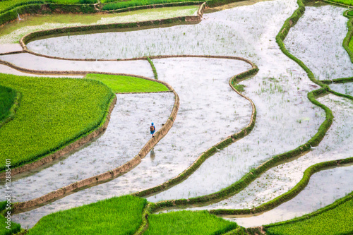 Rice fields on terraced of Mu Cang Chai , Vietnam
