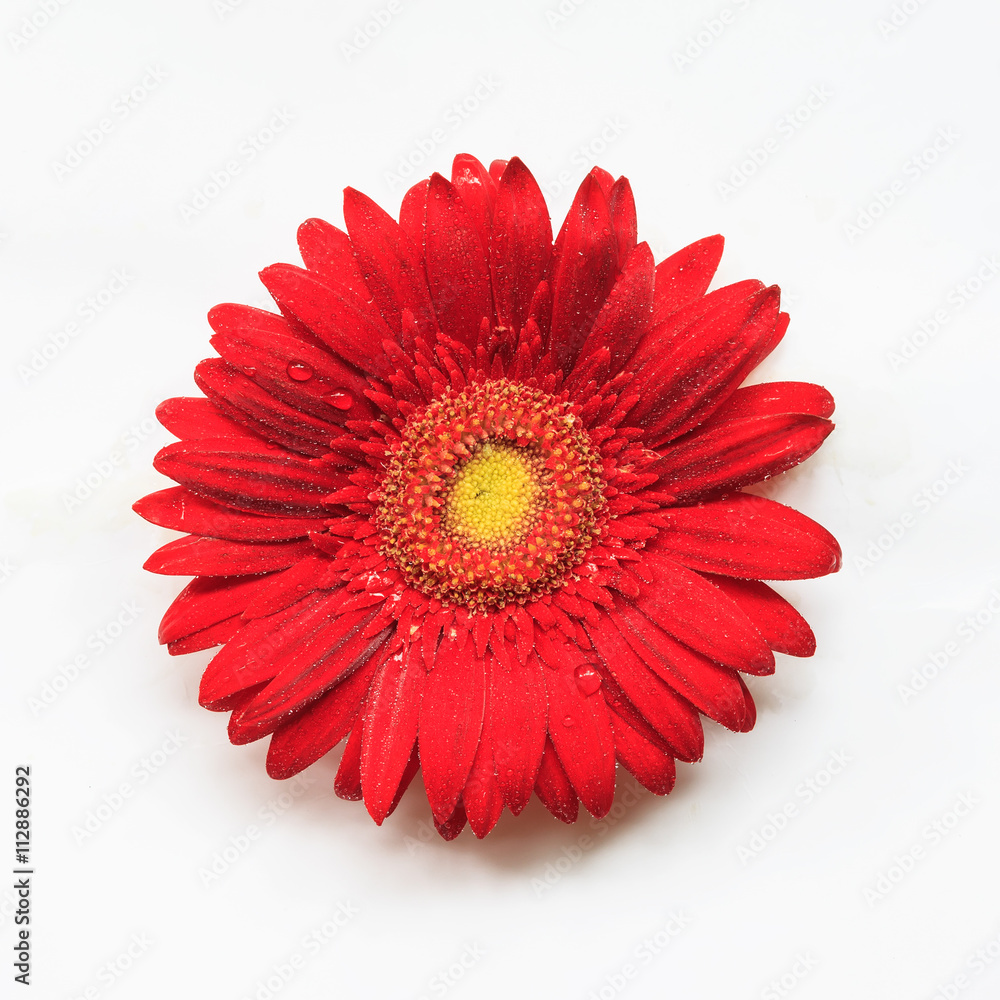 Red Gerbera Red Gerbera