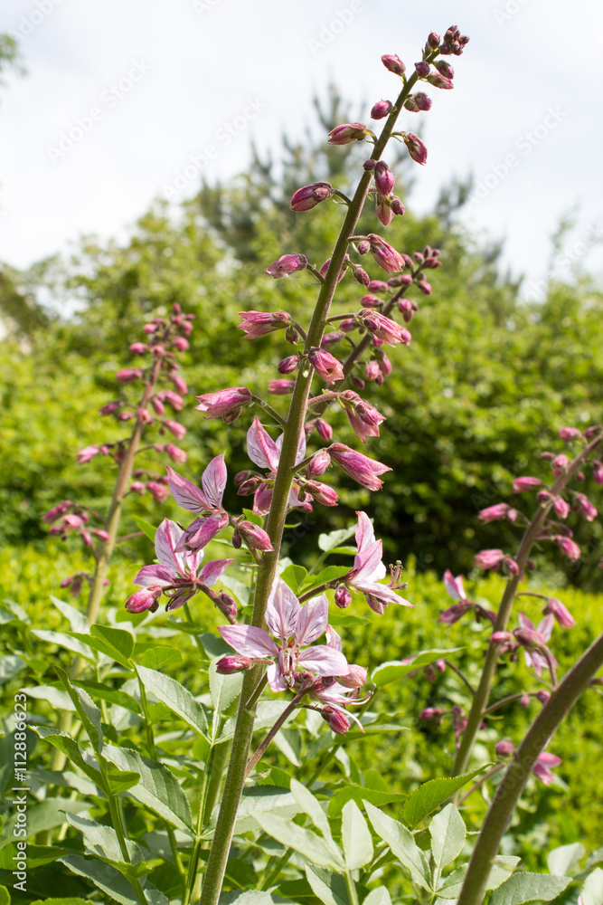 Diptam (Dictamnus Albus) Diptam (Dictamnus Albus)