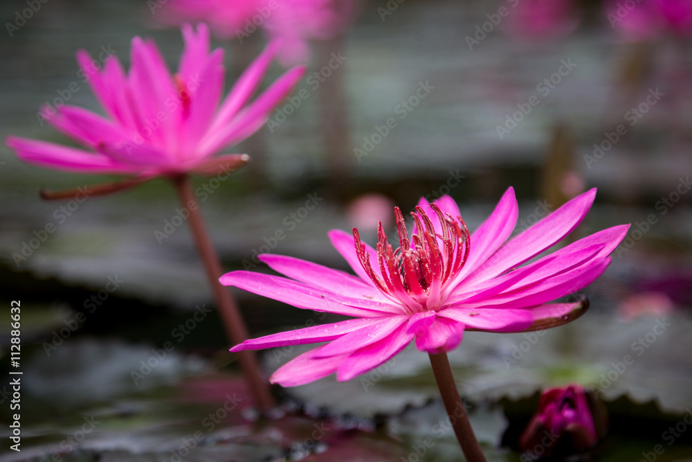 Pink water lily in green leaves on a surface of a lake Pink water lily in green leaves on a surface of a lake