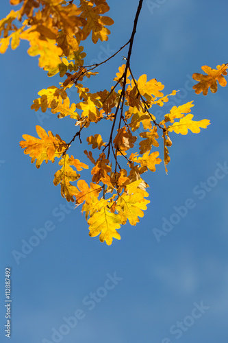 oak leaves against the sky