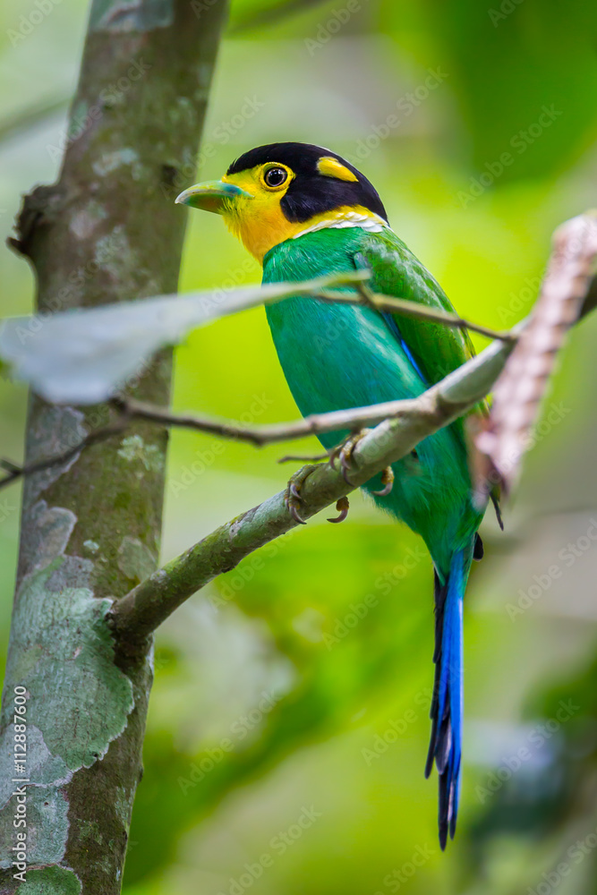 Fototapeta premium Portrait of Long-tailed broadbill (Psarisomus dalhousiae) in real nature at Khao Yai National Park,Thailand