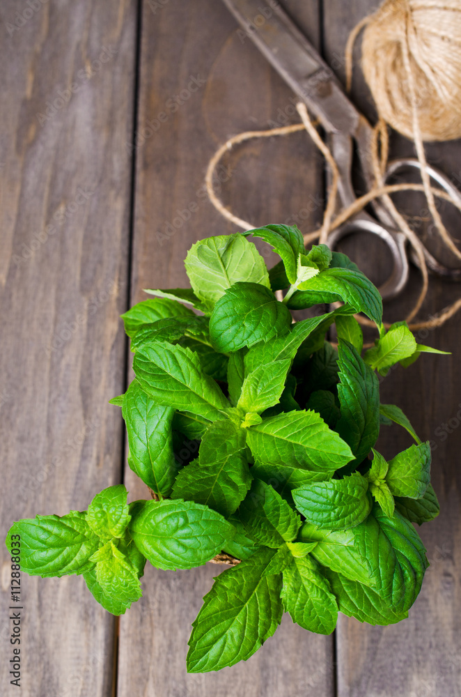 Green mint sprouts Green mint sprouts