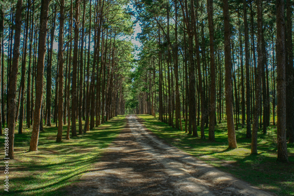 Fototapeta premium pine forest at chiangmai,thailand