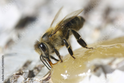 Bee eating honey.
