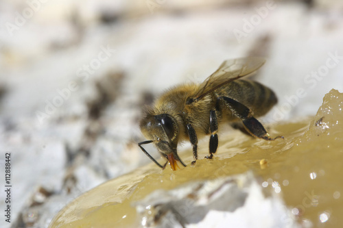 Bee eating honey. © Igor Potapov