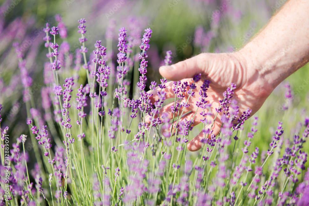 Green shots of lavender in the hands against field. Green shots of lavender in the hands against field.
