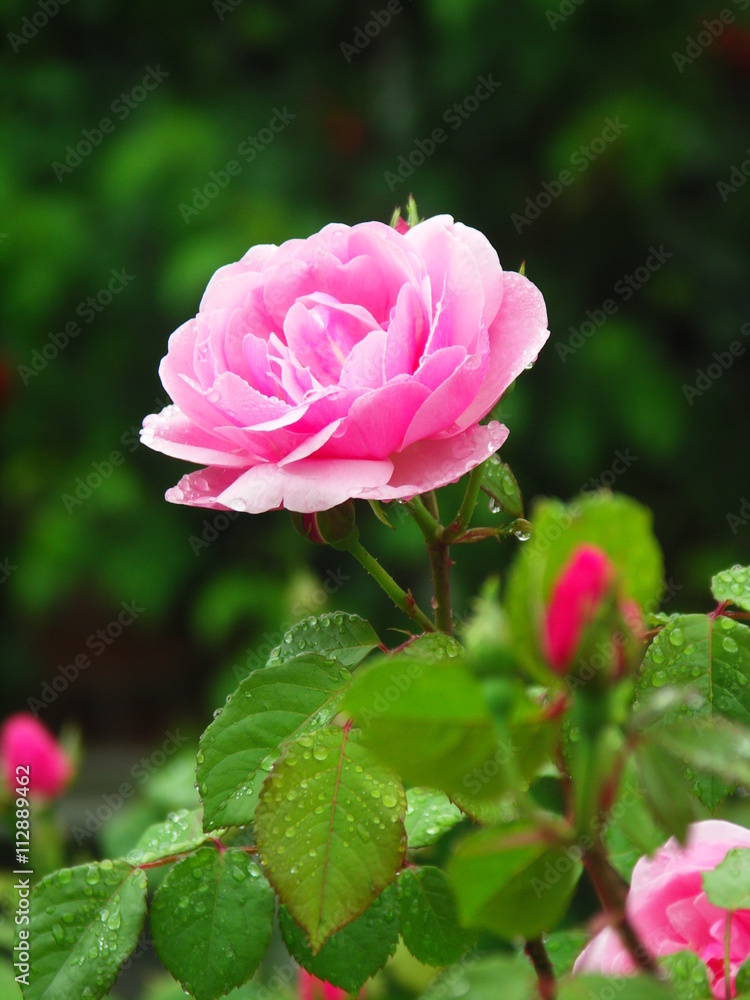Obraz premium バラの花