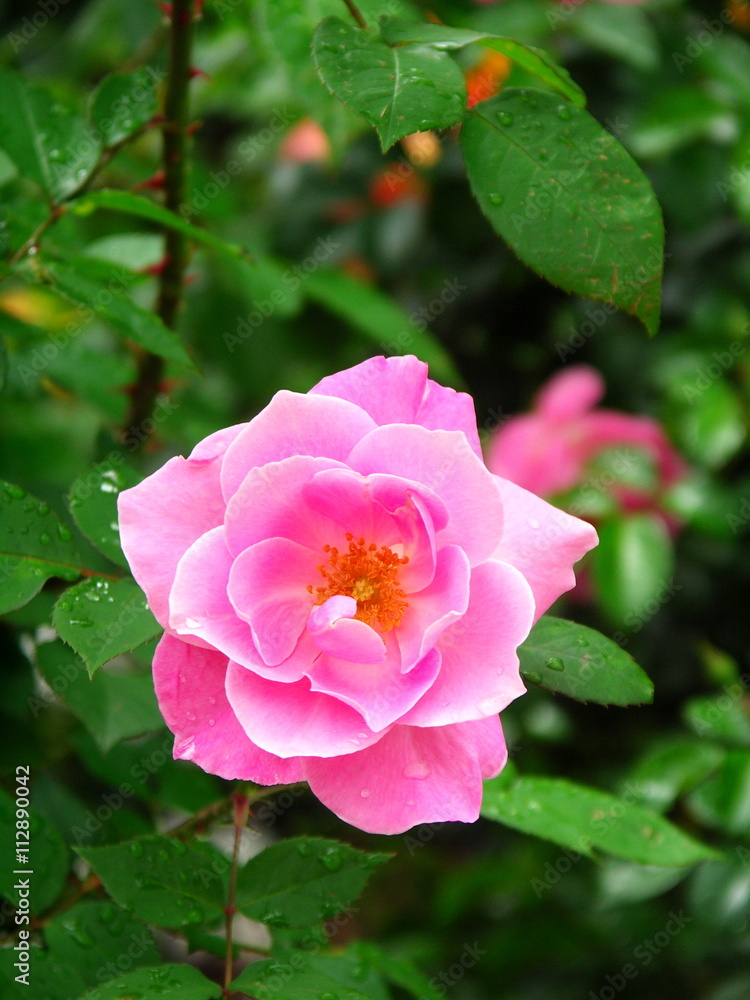 バラの花 バラの花