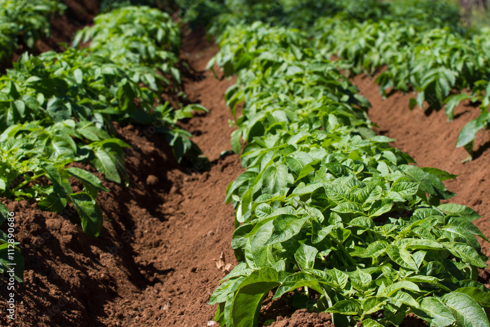 Field of potato haulm in Tenerife rural place, Canarian domestic products Field of potato haulm in Tenerife rural place, Canarian domestic products