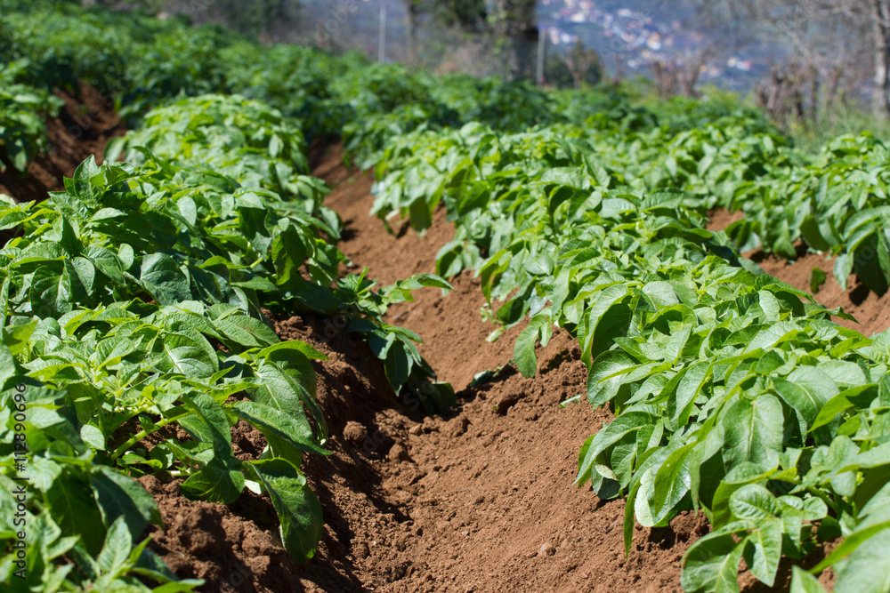 Obraz premium Field of potato haulm in Tenerife rural place, Canarian domestic products