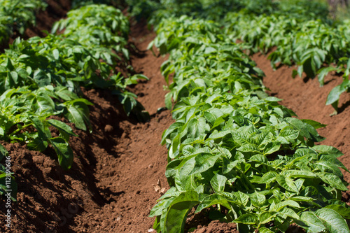 Field of potato haulm in Tenerife rural place, Canarian domestic products photo