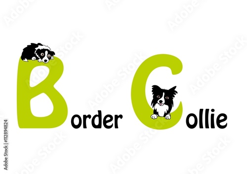 border collie