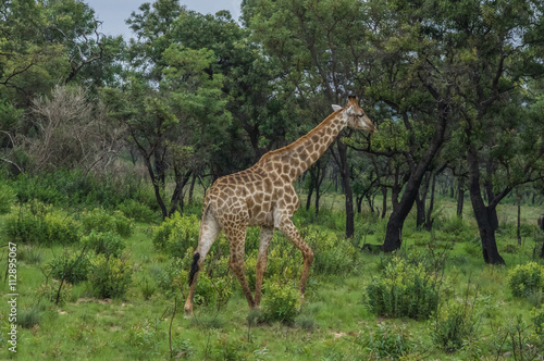 Giraffe grazing in the Welgevonden Game Reserve in South Africa