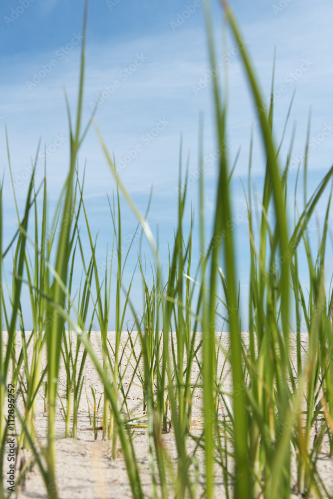 Grass on beach.