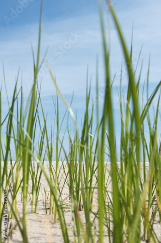 Grass on beach.