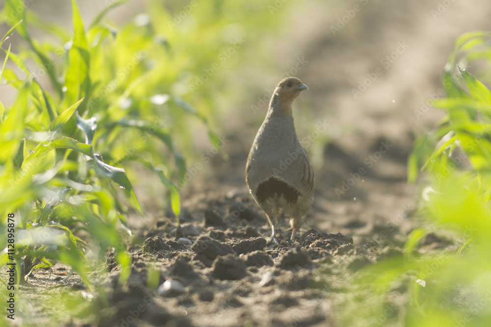 Fototapeta premium bird