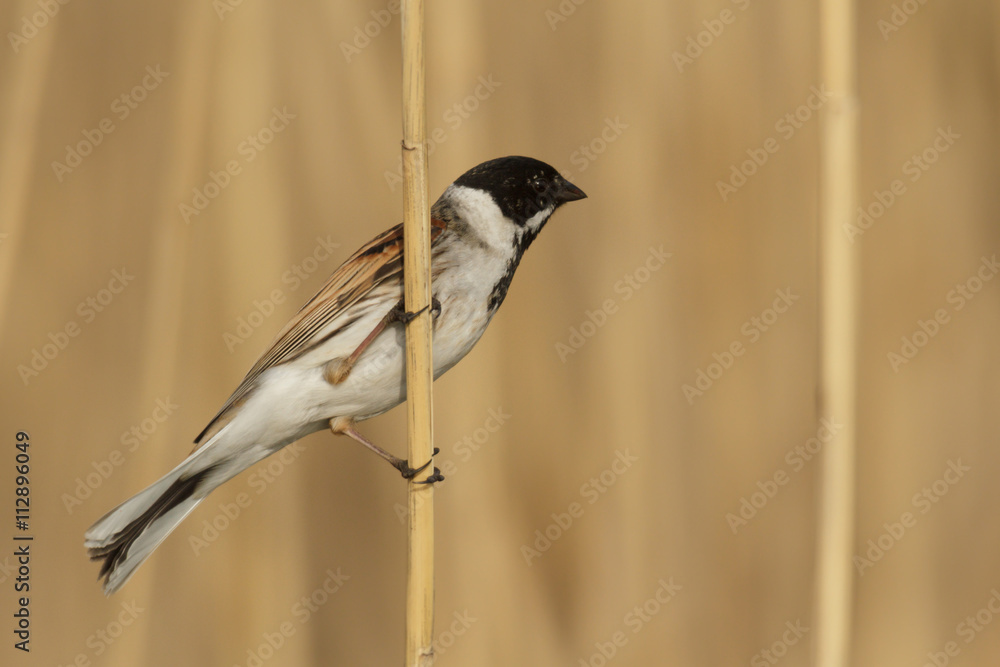 Naklejka premium bird