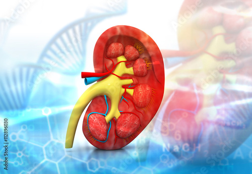 Cross section kidney. Health care background.3d render. photo