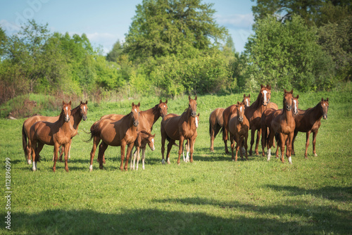 Big herd of don breed horses with foals on the pasture in summer
