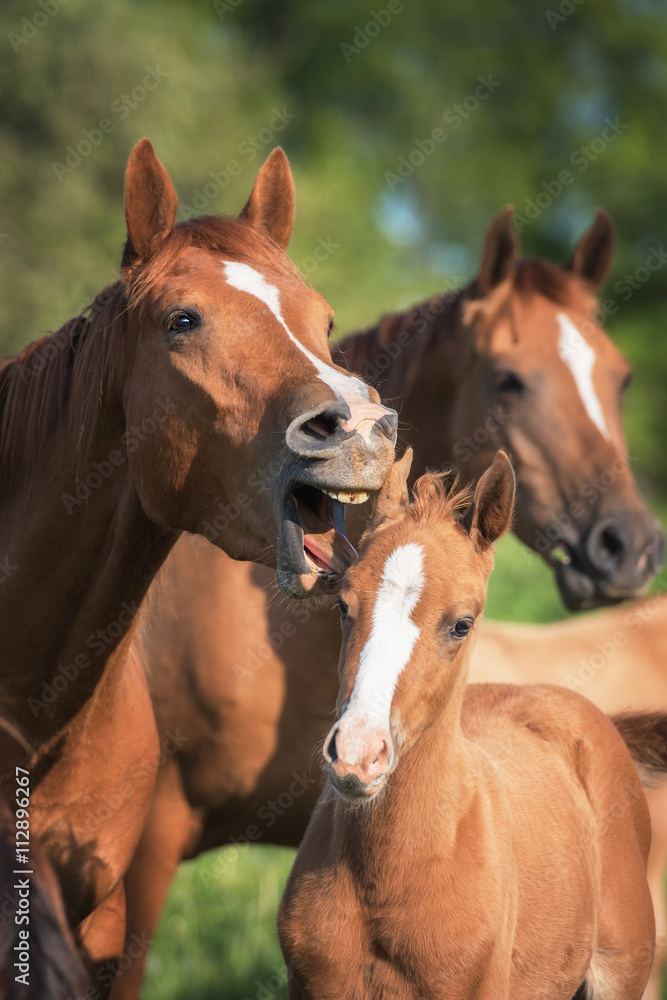 Funny picture of a yawning mare and its foal