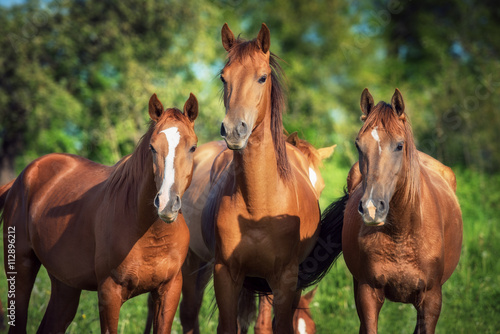 Portrait of three young don breed horses on the pasture in summer