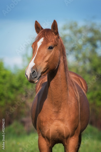 Portrait of beautiful don breed horse in summer