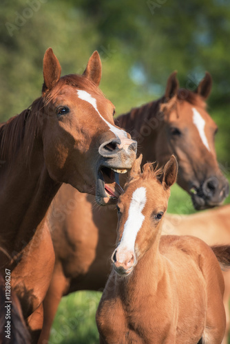 Funny picture of a yawning mare and its foal