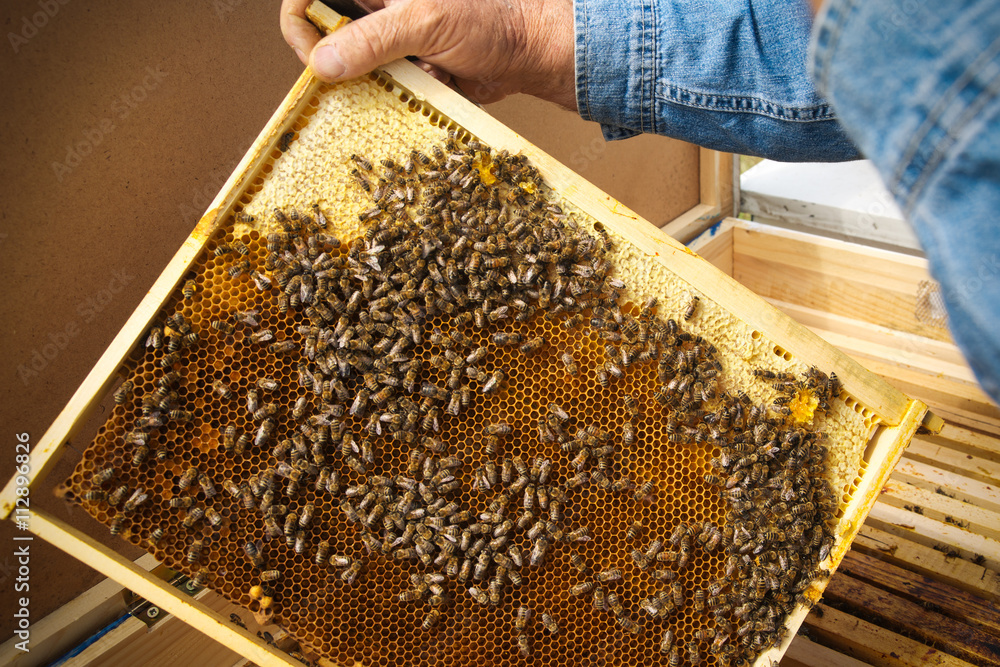 Bees on frame Bees on frame