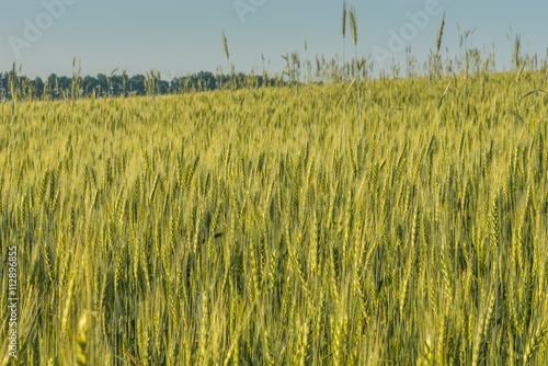 Вид на пшеничное поле