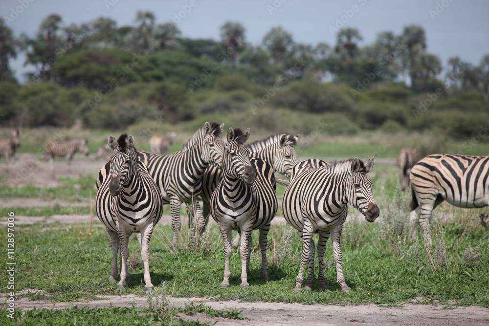 Obraz premium Zebra Botswana Africa savannah wild animal picture