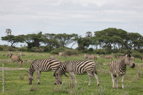 Zebra Botswana Africa savannah wild animal picture © Valerijs Novickis