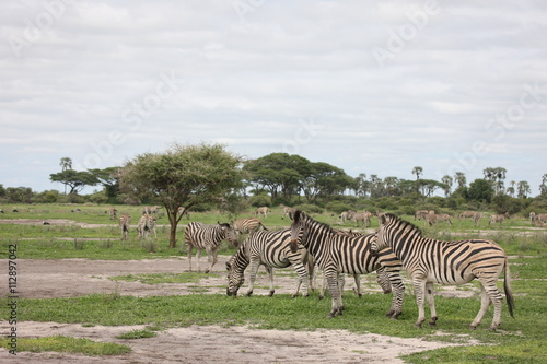 Zebra Botswana Africa savannah wild animal picture