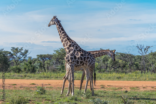 Giraffe teaching her offspring to fight in the Welgevonden Game Reserve in South Africa