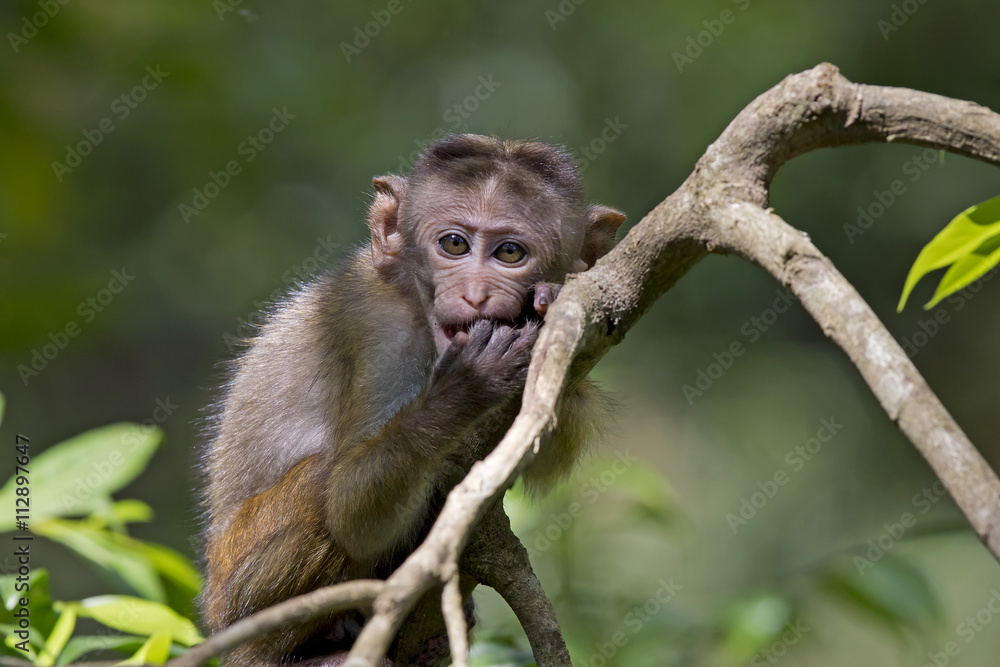 Toque Macaque (Macaca sinica) Udawalawa National Park, Sri Lanka Toque Macaque (Macaca sinica) Udawalawa National Park, Sri Lanka