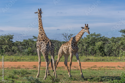 Giraffe teaching her offspring to fight in the Welgevonden Game Reserve in South Africa