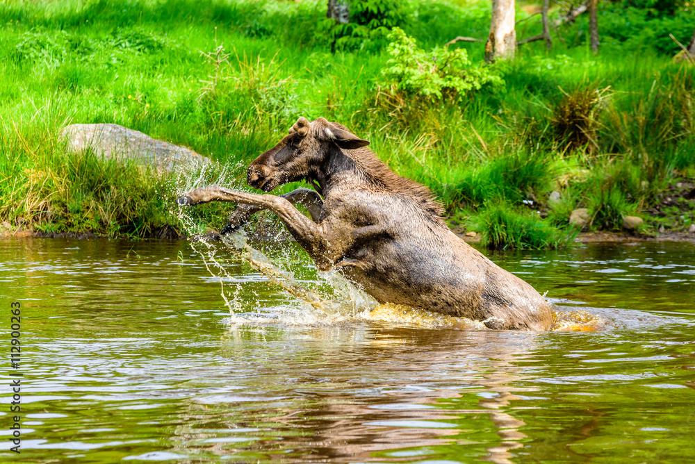 Moose (Alces alces). A bull is having a playful time splashing around in the forest lake.