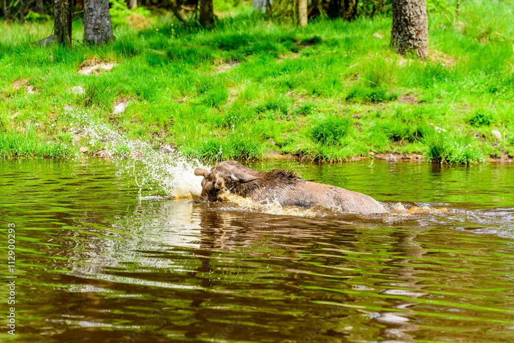 Fototapeta premium Moose (Alces alces). A bull is having a playful time splashing around in the forest lake.