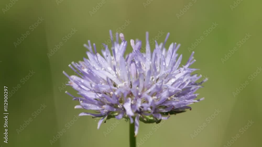 garden of italy violet flower and grass move by the wind in wild. garden of italy violet flower and grass move by the wind in wild.