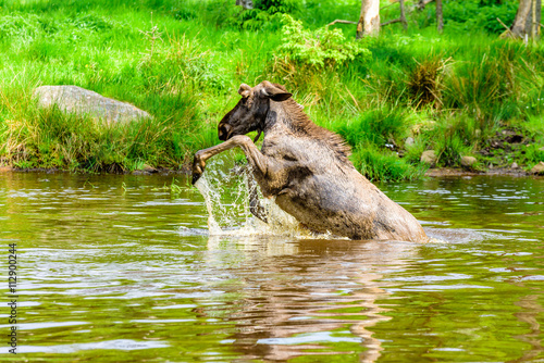 Moose  Alces alces . A bull is having a playful time splashing around in the forest lake.